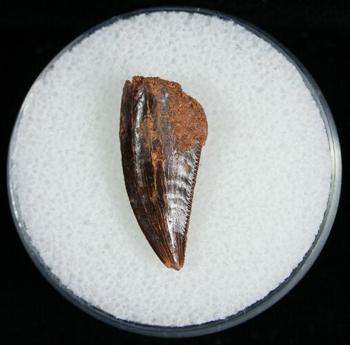 Dark Raptor Tooth From Morocco - #6906
